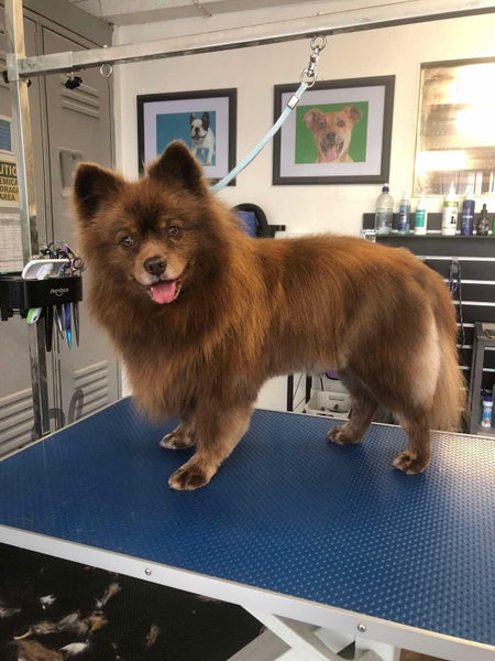 Tate Rescue Dog - CDRRNZ Carousel 6