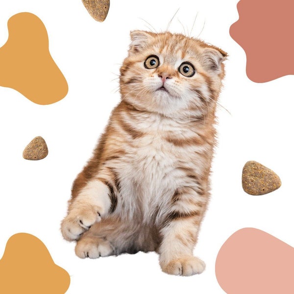 Kooky Kibble New Zealand Grain-Free Cat Food for All Life Stages (9 KG) Carousel 8