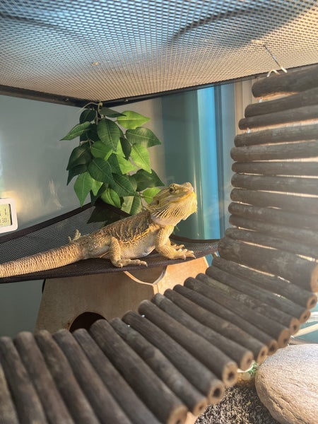 Kimchi - Bearded Dragon + Enclosure + Meal worm farm Carousel 1