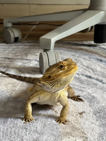 Kimchi - Bearded Dragon + Enclosure + Meal worm farm Carousel 2