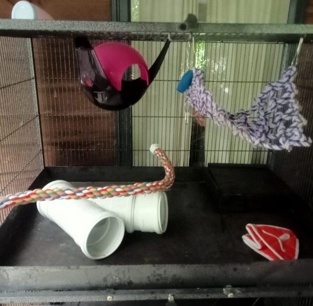 rat cage Carousel 4
