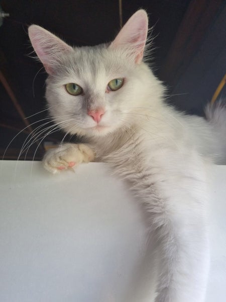 Mix ragdoll kittens Carousel 20