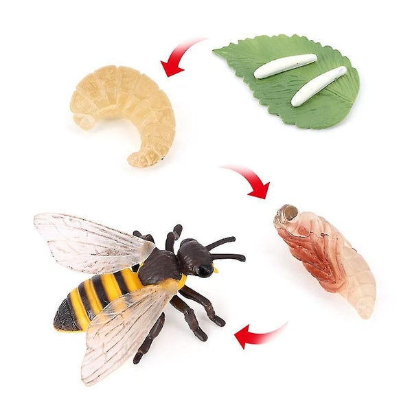 Animal Model Education Toys Butterfly Bee Ladybug Animal Life Cycle Toy For Ki Carousel 2