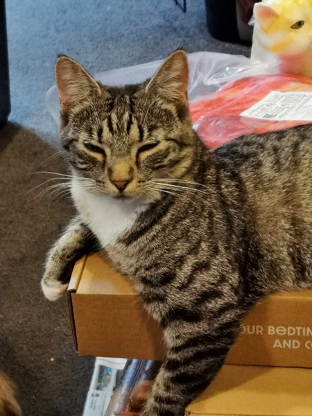 Kitty Haven - Torbie Carousel 1