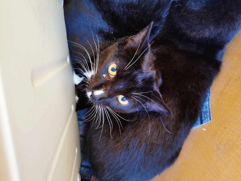 Kitty Haven - Oreo Carousel 2