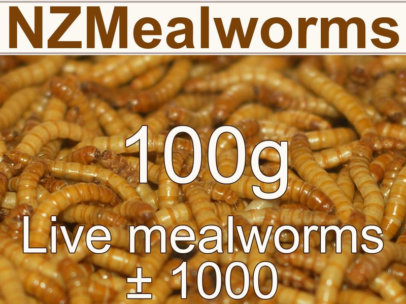 Alive Mealworms 100g Carousel 1