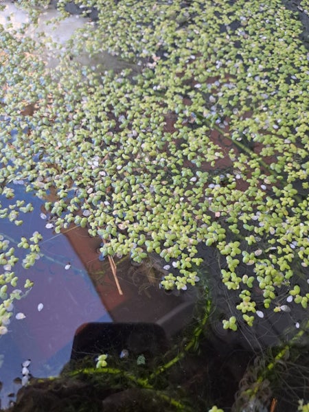 Duckweed - Pond or Aquarium Carousel 1