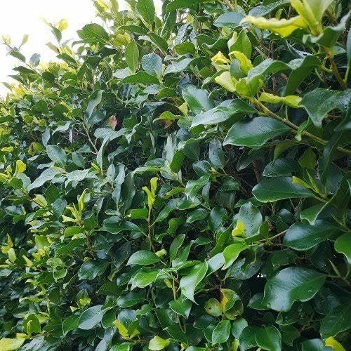 Ficus Tuffy - 17L62933721060226114