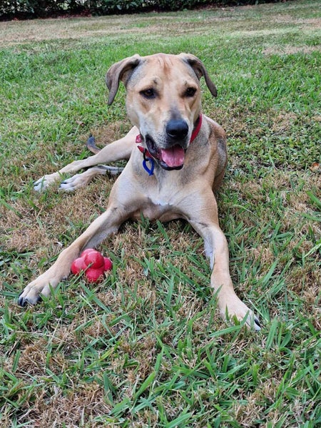 Auckland Puppy Rescue - ROXY Carousel 1