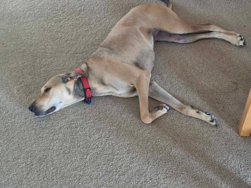 Auckland Puppy Rescue - ROXY Carousel 7