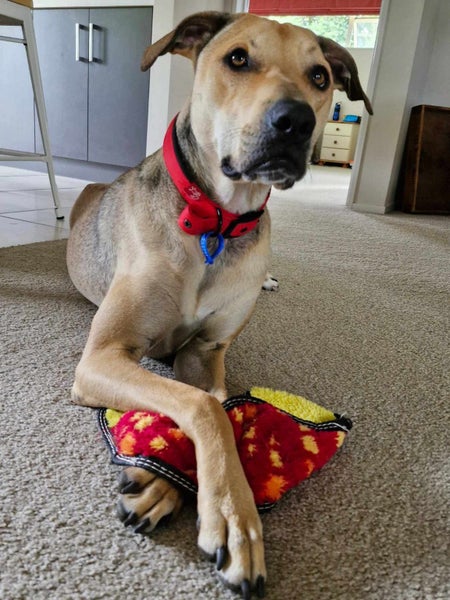 Auckland Puppy Rescue - ROXY Carousel 2