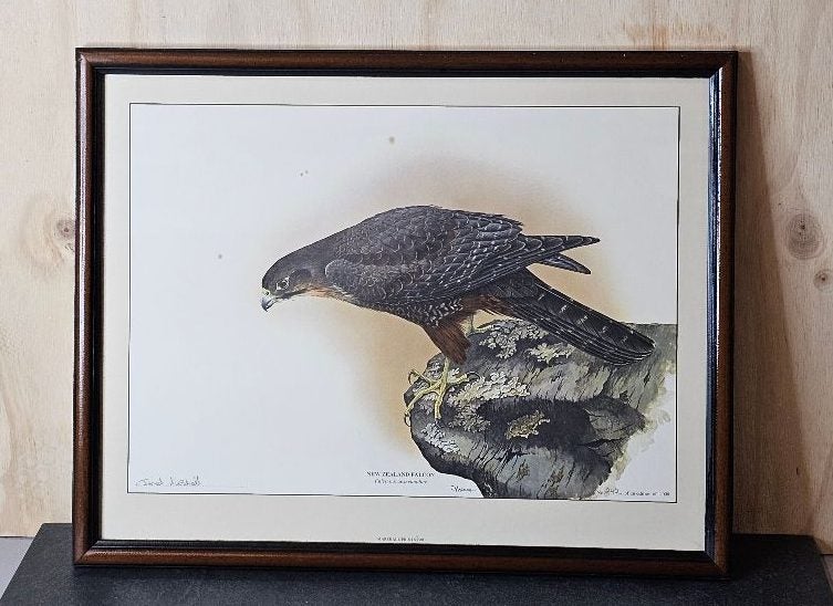 Framed, Signed, Ltd Edition Print. NZ Falcon # 244 of 1,000 by Janet Marshall. Carousel 1