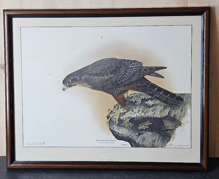 Framed, Signed, Ltd Edition Print. NZ Falcon # 244 of 1,000 by Janet Marshall. Carousel 5