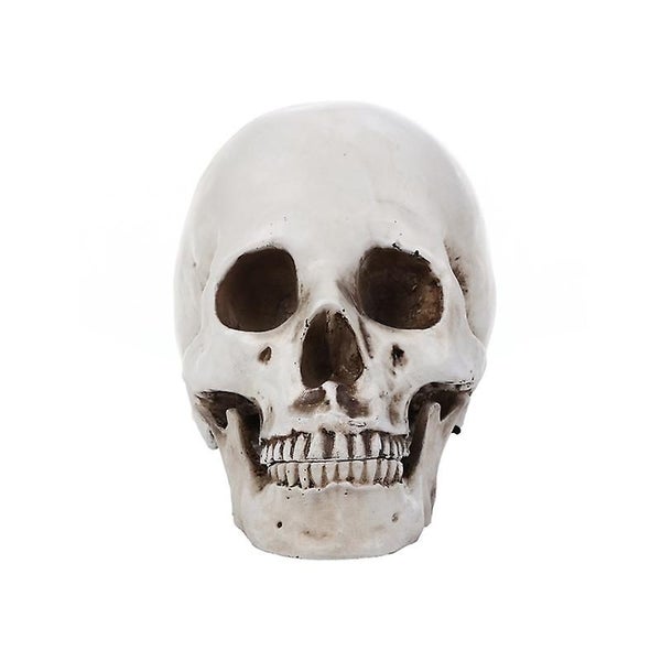 Skull Statue Halloween Decoration Model Replica Resin Medical Anatomical Traci Carousel 2