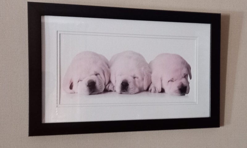 Golden Retriever Puppies - Framed Print in Exc. Condition628638642512661111