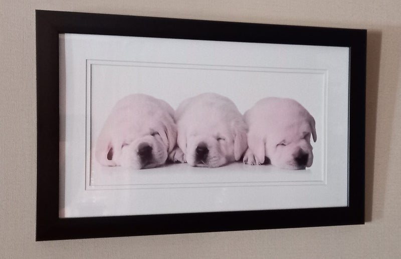Golden Retriever Puppies - Framed Print in Exc. Condition62863864251266111