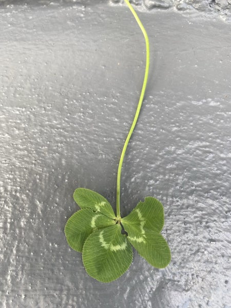 Four leaf clover Luck of the Irish, large Carousel 1
