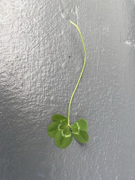 Four leaf clover Luck of the Irish, large Carousel 3