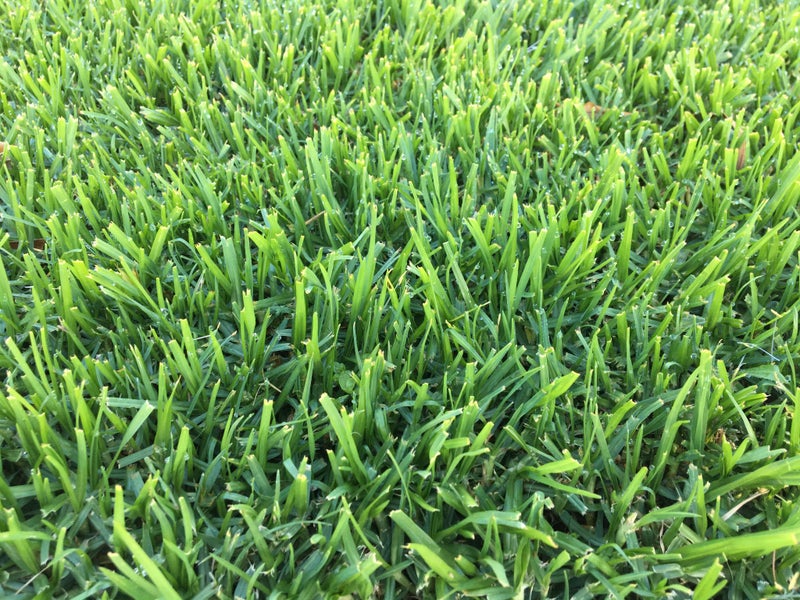 Instant Ready Lawn Kikuyu/Rye Grass - 20sqm Carousel 1