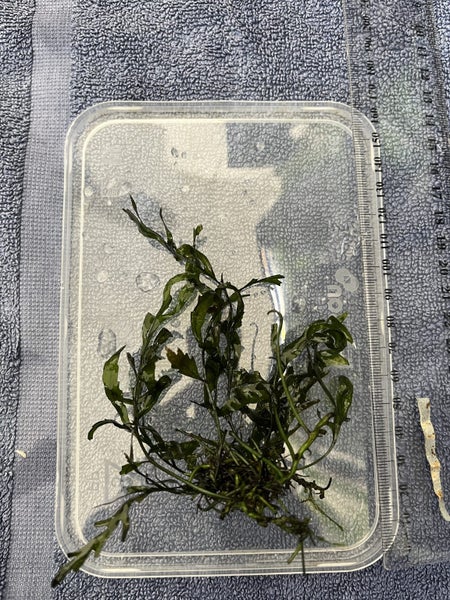 African water fern (bolbitis heudelotii) Carousel 1