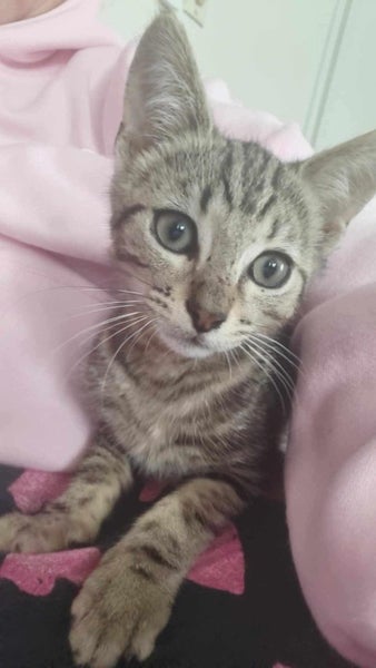 Rescue Kitten Izzy Carousel 1