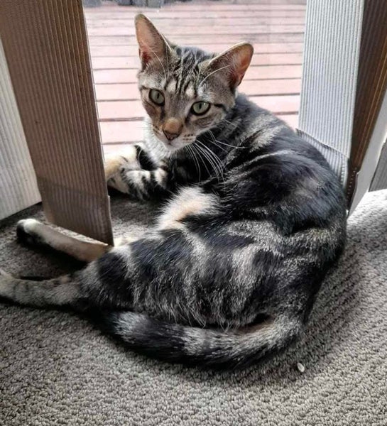 Rescue Cat Flossie Carousel 1