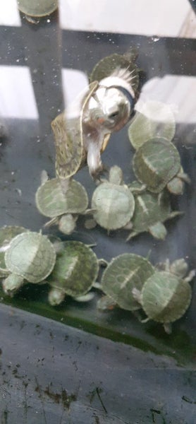 2025 hatchling red eared slider Carousel 1