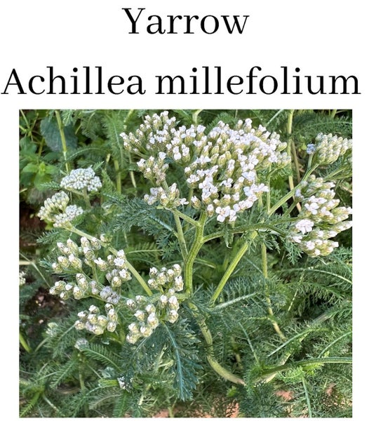 Asthma, Respiratory & Expectorant Tea, hand collected by registered naturopath Carousel 13