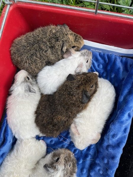 Guinea Pigs - Super Cute Carousel 1