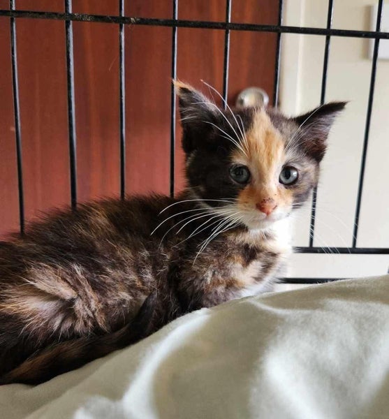 Rescue Kitten Lucy Carousel 3