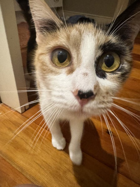 DAHLIA - AVAILABLE FOR ADOPTION - PET WHISPERER RESCUE Carousel 2