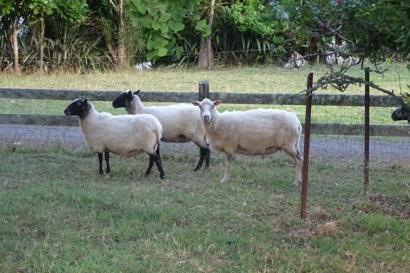 5 mixed aged ewes Carousel 2