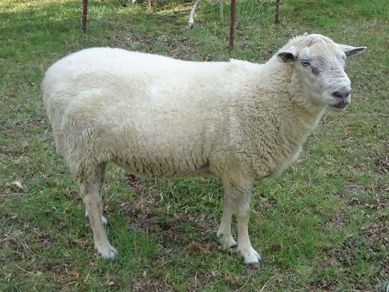 5 mixed aged ewes Carousel 4