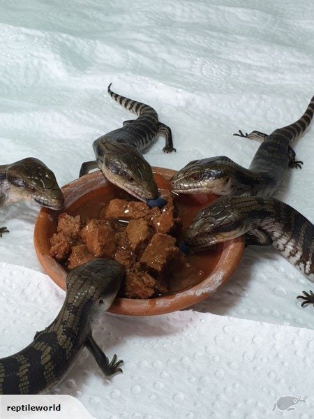 Blue Tongue Lizard Carousel 1