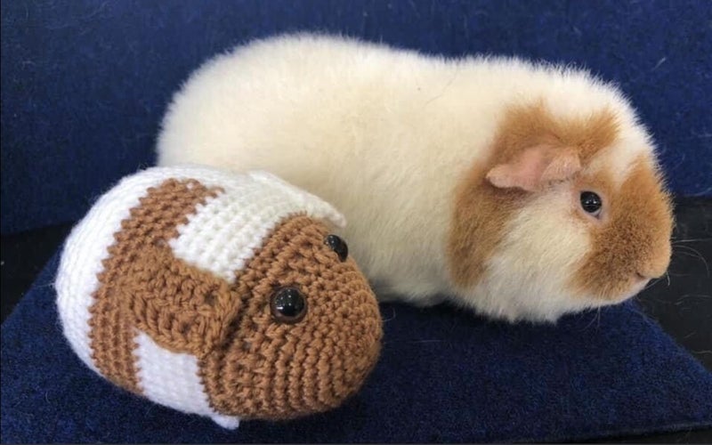 Lovely Guinea Pigs Carousel 2