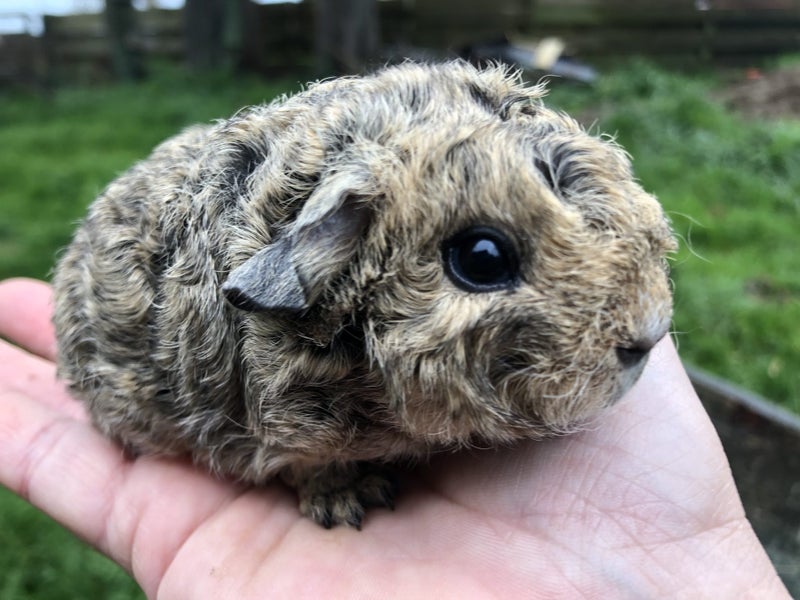 Lovely Guinea Pigs Carousel 1