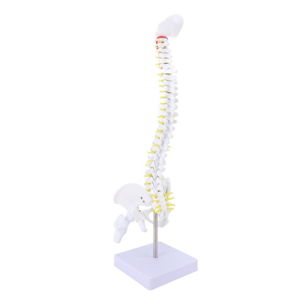 spine model spinal cord model Spine Model with Stand Life Size Spinal Cord Model Carousel 1