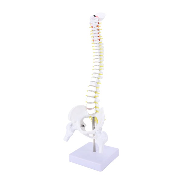 spine model spinal cord model Spine Model with Stand Life Size Spinal Cord Model Carousel 2