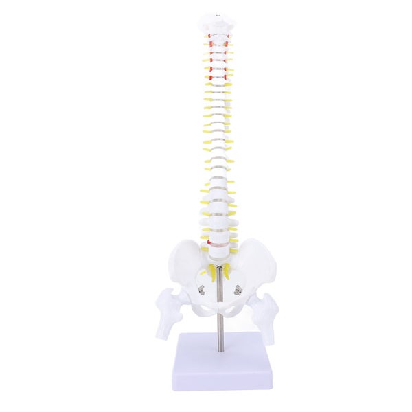 spine model spinal cord model Spine Model with Stand Life Size Spinal Cord Model Carousel 8
