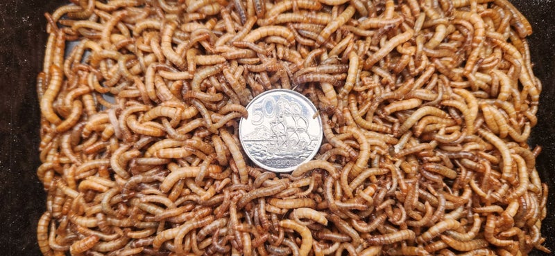 Mealworms Small. (25g) Approx 500 Carousel 1