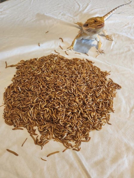 Mealworms Small. (25g) Approx 500 Carousel 2