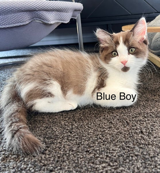 Purebred Ragdoll Kittens Carousel 2