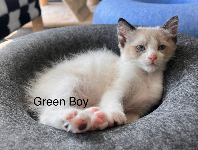 Purebred Ragdoll Kittens Carousel 5