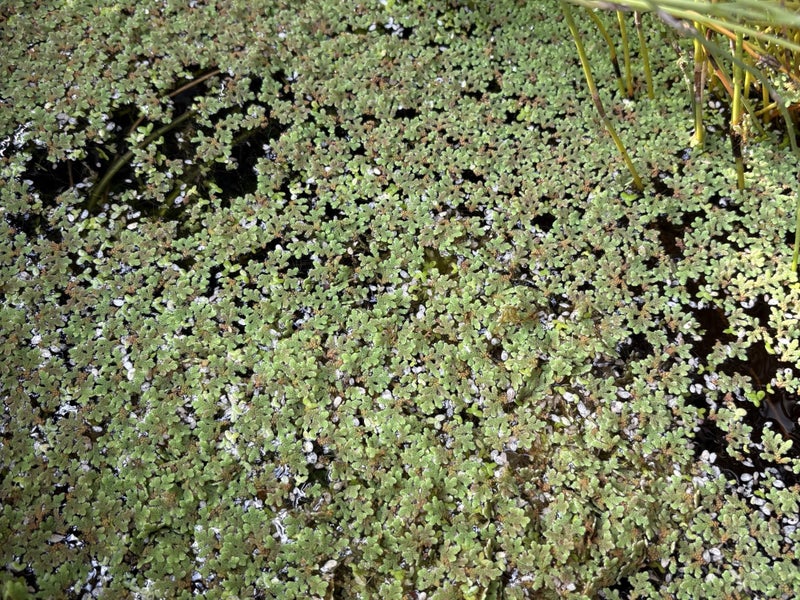 Azola / Duckweed Carousel 1