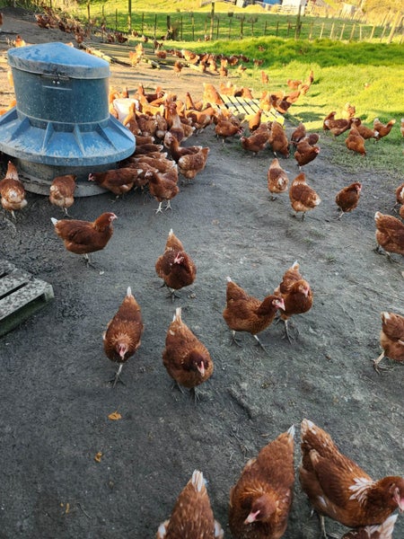 HYLINE CHICKENS AVAILABLE - The Ultimate Laying Machine Carousel 1
