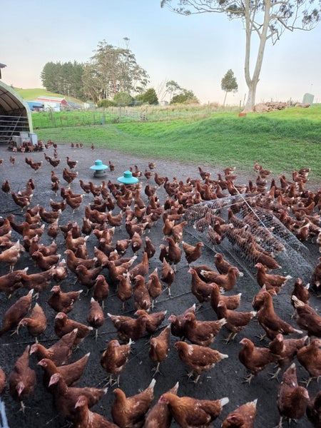 HYLINE CHICKENS AVAILABLE - The Ultimate Laying Machine Carousel 2