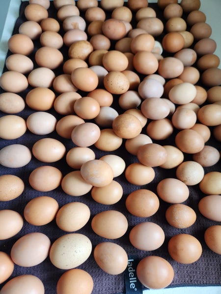 HYLINE CHICKENS AVAILABLE - The Ultimate Laying Machine Carousel 8