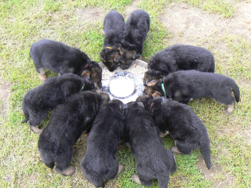Puppies feeding bowl Carousel 1