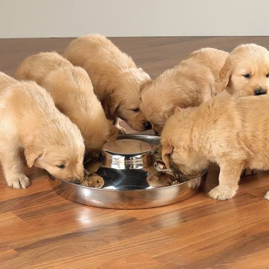 Puppies feeding bowl Carousel 2