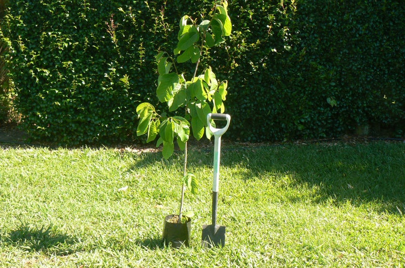 Cherimoya plant- Burtons Favourite629347248560661117